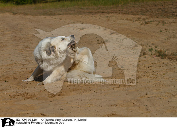 Pyrenenberghund kratzt sich / scratching Pyrenean Mountain Dog / KMI-03326