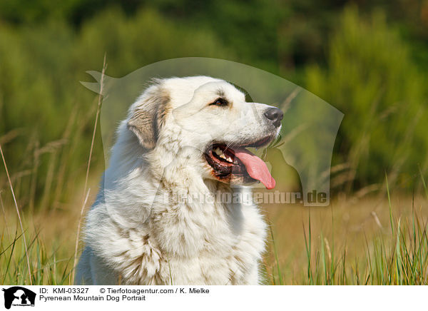 Pyrenenberghund Portrait / Pyrenean Mountain Dog Portrait / KMI-03327