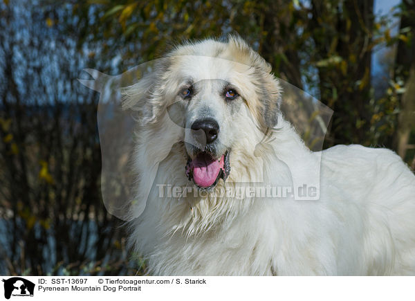 Pyrenenberghund Portrait / Pyrenean Mountain Dog Portrait / SST-13697