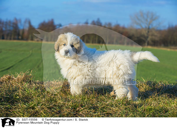 Pyrenean Mountain Dog Puppy / SST-15556