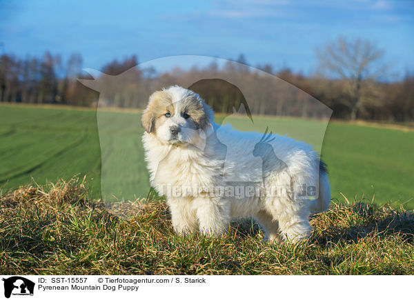Pyrenean Mountain Dog Puppy / SST-15557