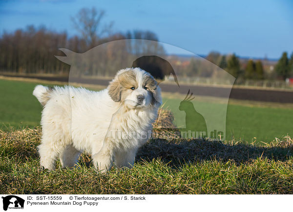 Pyrenenberghund Welpe / Pyrenean Mountain Dog Puppy / SST-15559