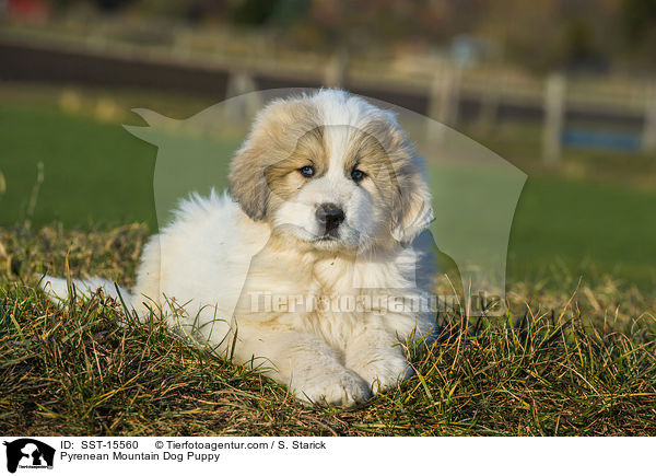 Pyrenean Mountain Dog Puppy / SST-15560