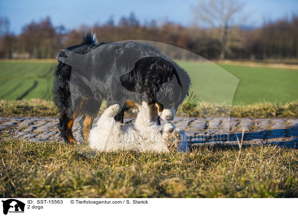 2 Hunde / 2 dogs / SST-15563