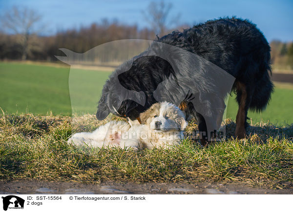 2 Hunde / 2 dogs / SST-15564