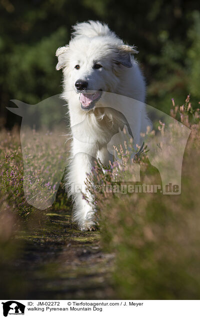 walking Pyrenean Mountain Dog / JM-02272