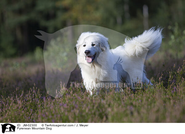 Pyrenenberghund / Pyrenean Mountain Dog / JM-02300