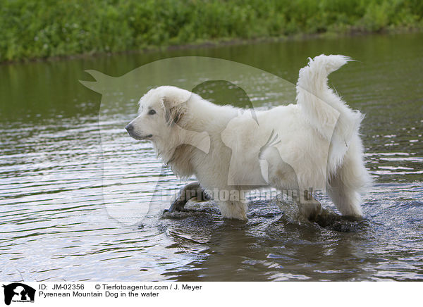 Pyrenenberghund im Wasser / Pyrenean Mountain Dog in the water / JM-02356