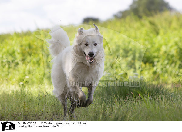 rennender Pyrenenberghund / running Pyrenean Mountain Dog / JM-02357