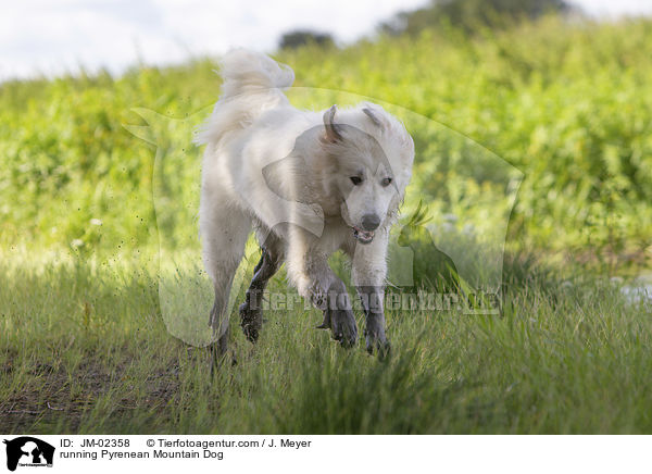 running Pyrenean Mountain Dog / JM-02358