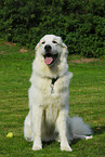 Pyrenean mountain dog