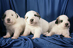 Pyrenean mountain dog puppy