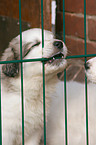 Pyrenean mountain dog puppy