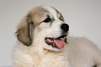 Pyrenean mountain dog puppy