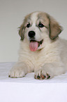 standing Pyrenean mountain dog puppy