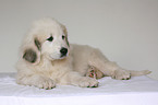 standing Pyrenean mountain dog puppy