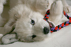 standing Pyrenean mountain dog puppy