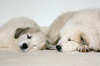 standing Pyrenean mountain dog puppy