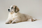 standing Pyrenean mountain dog puppy