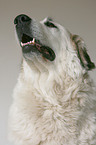 Pyrenean mountain dog portrait