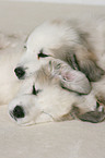 standing Pyrenean mountain dog puppy