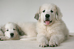 standing Pyrenean mountain dog puppy