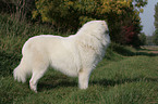 Pyrenean mountain dog