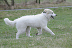 young Pyrenean mountain dog