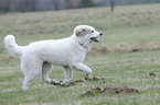 young Pyrenean mountain dog