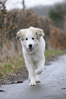 young Pyrenean mountain dog