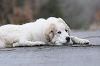 young Pyrenean mountain dog