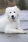 young Pyrenean mountain dog