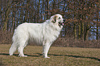 Great Pyrenees dog