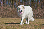 walking Great Pyrenees dog