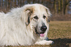 lying Great Pyrenees dog