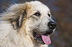 Great Pyrenees dog portrait