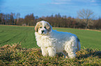 Pyrenean Mountain Dog Puppy