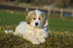 Pyrenean Mountain Dog Puppy