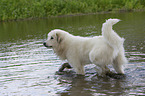Pyrenean Mountain Dog in the water