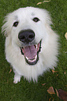 Pyrenean Mountain Dog