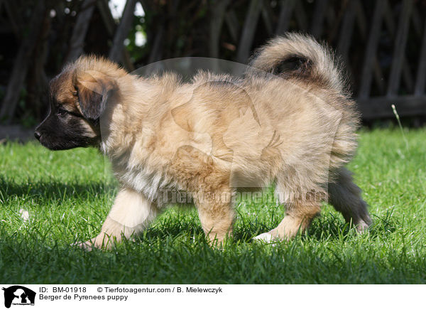 Berger de Pyrenees Welpe / Berger de Pyrenees puppy / BM-01918