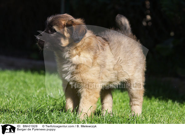 Berger de Pyrenees Welpe / Berger de Pyrenees puppy / BM-01928