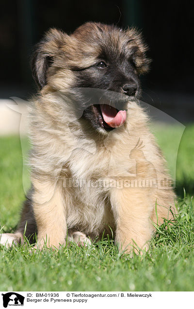 Berger de Pyrenees Welpe / Berger de Pyrenees puppy / BM-01936