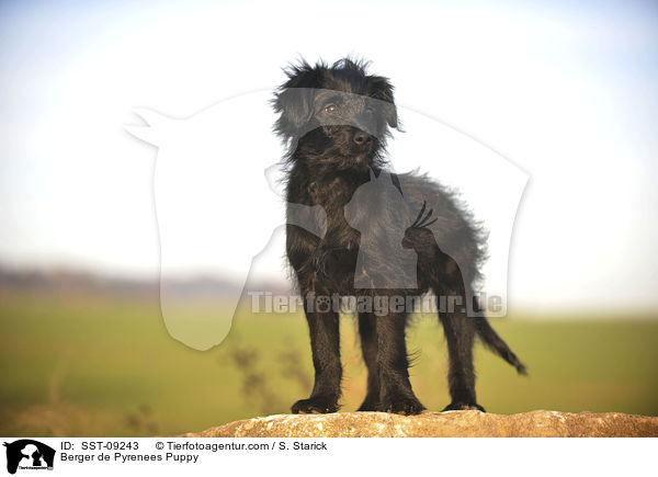 Berger de Pyrenees Welpe / Berger de Pyrenees Puppy / SST-09243