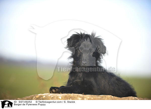 Berger de Pyrenees Welpe / Berger de Pyrenees Puppy / SST-09252