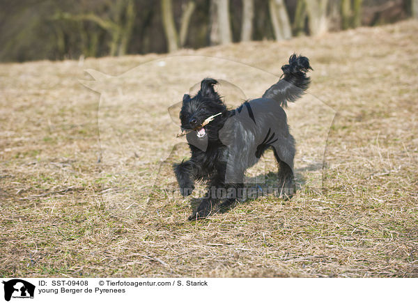 junger Berger de Pyrenees / young Berger de Pyrenees / SST-09408