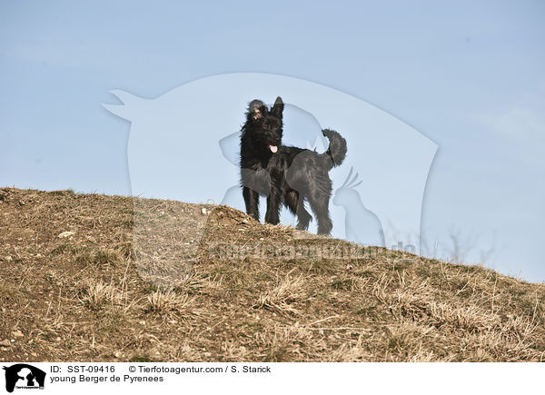 junger Berger de Pyrenees / young Berger de Pyrenees / SST-09416