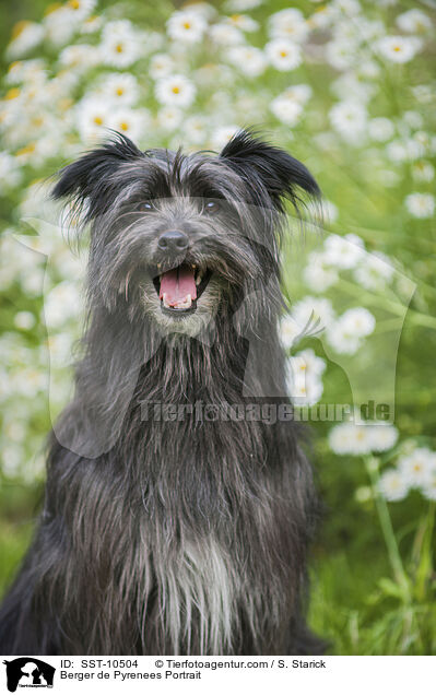 Berger de Pyrenees Portrait / Berger de Pyrenees Portrait / SST-10504