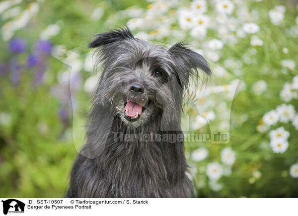 Berger de Pyrenees Portrait / Berger de Pyrenees Portrait / SST-10507