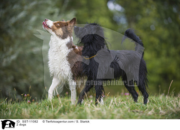 2 Hunde / 2 dogs / SST-11082